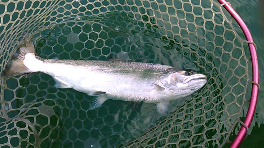 釣果 渓流魚 奥越漁業協同組合 福井県 大野市